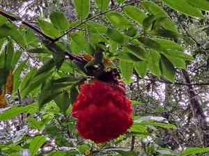 Scarlet flame bean(Brownea grandiceps)