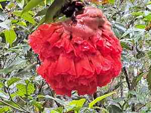 Scarlet flame bean(Brownea grandiceps)