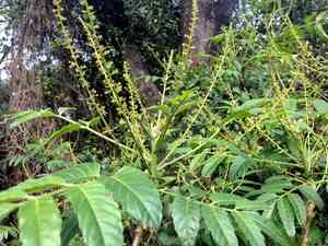 Java brucea (Brucea javanica) Care Guide: Pests, Diseases, Watering ...