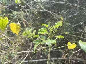 Java brucea (Brucea javanica) Care Guide: Pests, Diseases, Watering ...