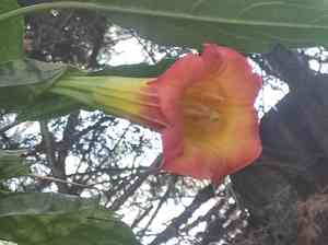 Red angel's trumpet(Brugmansia sanguinea)