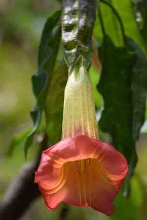 Red angel's trumpet(Brugmansia sanguinea)