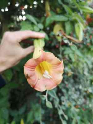 Red angel's trumpet(Brugmansia sanguinea)