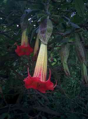 Red angel's trumpet(Brugmansia sanguinea)