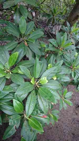 Oriental mangrove(Bruguiera gymnorhiza)