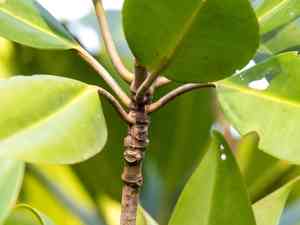Oriental mangrove(Bruguiera gymnorhiza)
