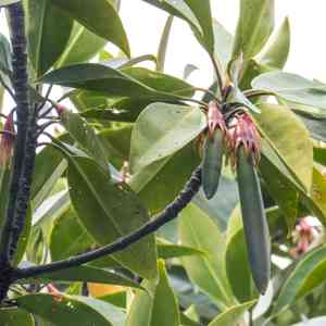 Oriental mangrove(Bruguiera gymnorhiza)