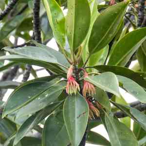 Oriental mangrove(Bruguiera gymnorhiza)