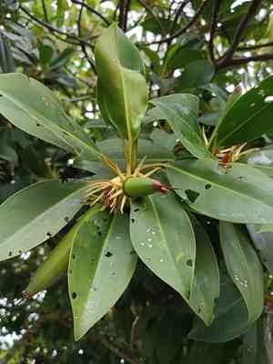Oriental mangrove(Bruguiera sexangula)