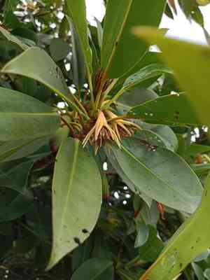Oriental mangrove(Bruguiera sexangula)