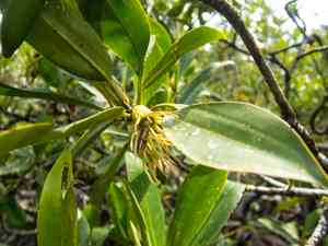 Oriental mangrove(Bruguiera sexangula)