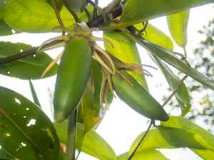 Oriental mangrove(Bruguiera sexangula)