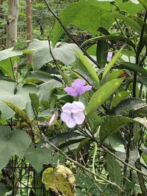 Royal purple brunfelsia(Brunfelsia grandiflora)