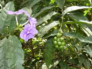 Yesterday-today-and-tomorrow(Brunfelsia pauciflora)
