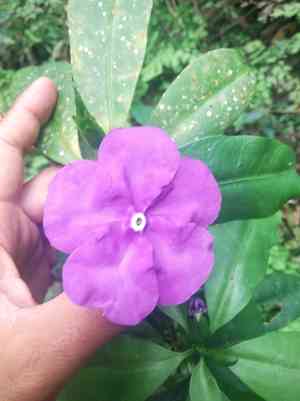 Yesterday-today-and-tomorrow(Brunfelsia pauciflora)