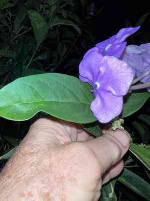 Yesterday-today-and-tomorrow(Brunfelsia pauciflora)