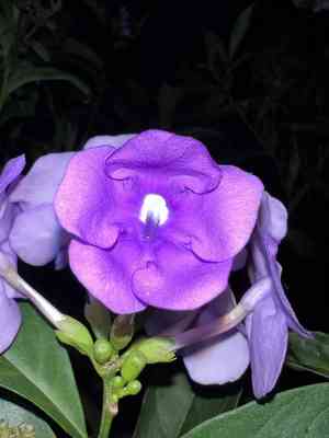 Yesterday-today-and-tomorrow(Brunfelsia pauciflora)