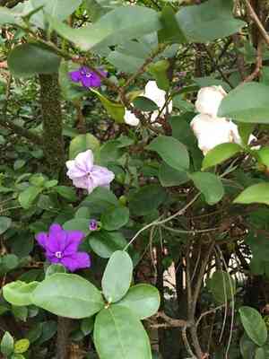 Lady of the night(Brunfelsia uniflora)