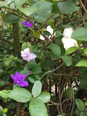Lady of the night(Brunfelsia uniflora)