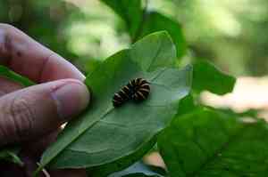 Lady of the night(Brunfelsia uniflora)