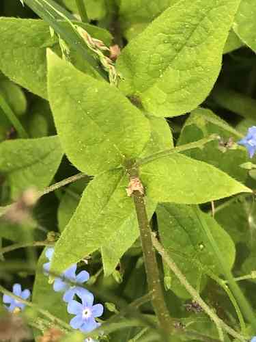 Siberian bugloss(Brunnera macrophylla)