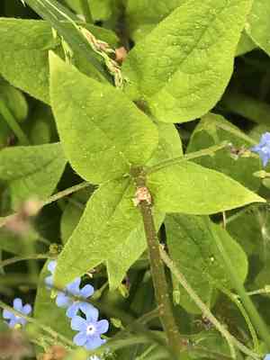 Siberian bugloss(Brunnera macrophylla)