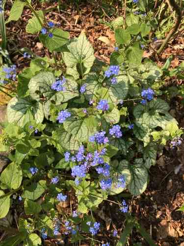 Siberian bugloss(Brunnera macrophylla)