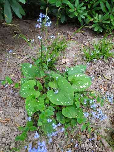 Siberian bugloss(Brunnera macrophylla)