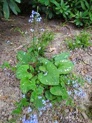 Siberian bugloss(Brunnera macrophylla)