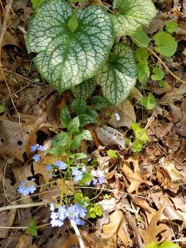 Siberian bugloss(Brunnera macrophylla)