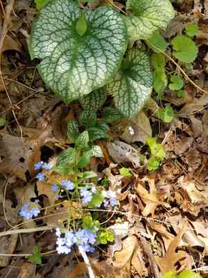Siberian bugloss(Brunnera macrophylla)
