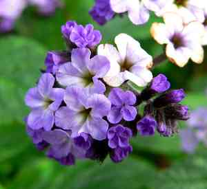 Siberian bugloss(Brunnera macrophylla)