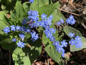 Brunnera (Brunnera)(Brunnera)
