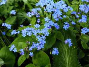 Brunnera (Brunnera)(Brunnera)