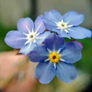 Brunnera (Brunnera)(Brunnera)