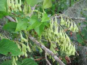 American buckwheat vine(Brunnichia ovata)