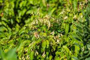 American buckwheat vine(Brunnichia ovata)