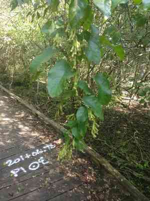 American buckwheat vine(Brunnichia ovata)