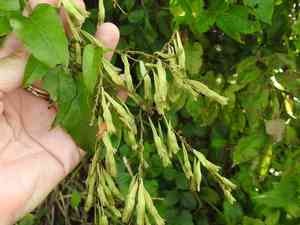 American buckwheat vine(Brunnichia ovata)