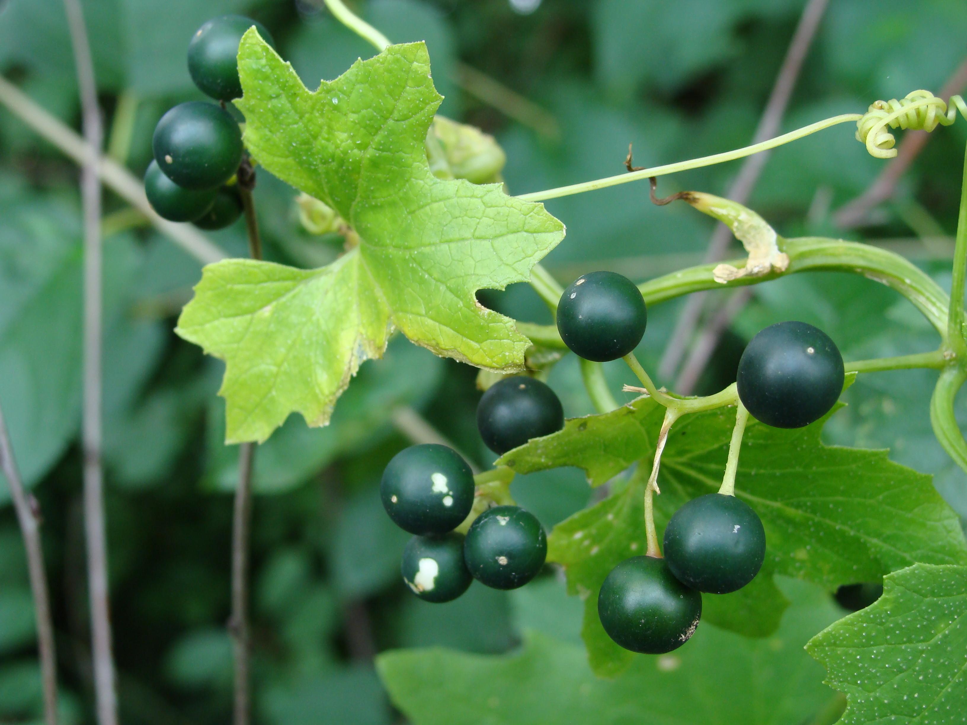 White bryony (Bryonia alba) Care Guide: Pests, Diseases, Watering ...