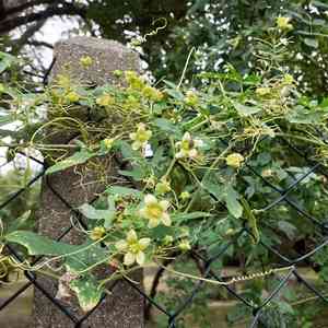 Cretan bryony(Bryonia cretica)