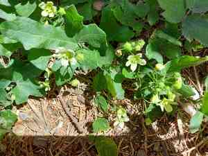 Cretan bryony(Bryonia cretica)