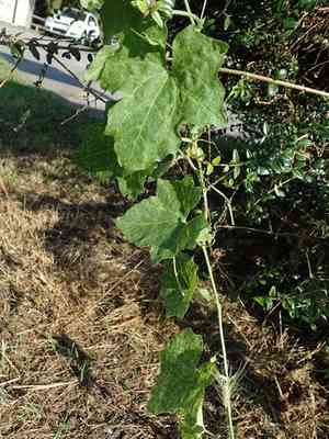 Cretan bryony(Bryonia cretica)