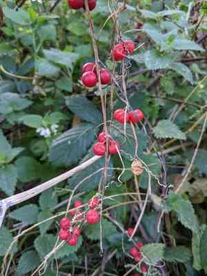 Cretan bryony(Bryonia cretica)