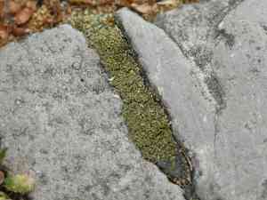 Silvergreen bryum moss(Bryum argenteum)