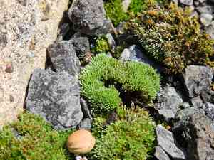 Silvergreen bryum moss(Bryum argenteum)
