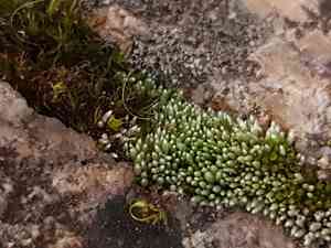 Silvergreen bryum moss(Bryum argenteum)
