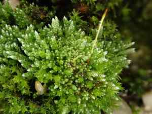 Silvergreen bryum moss(Bryum argenteum)