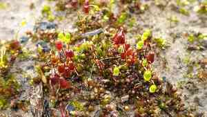 Bryum moss(Bryum coronatum)