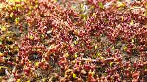 Bryum moss(Bryum coronatum)